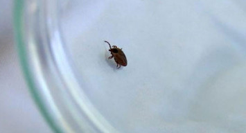 Zehirli Böcek Sokmasında Kesme, Buz Koyma Gibi Müdahaleler Öldürebilir