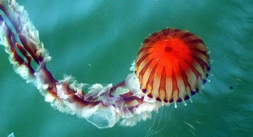 Zehirli pusula denizanası nedir, ölümcül mü? Marmara'da görülmeye başlandı