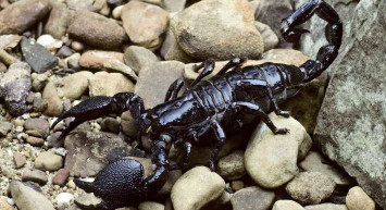 Zehrinin litresi 10 milyon dolar! En zehirli türlerden biri