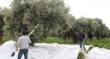 Zeytin üreticilerinin yüzüne güldüren haber: 860 milyon liralık kredi desteği sağlanacak!