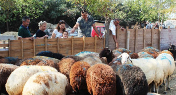 Zincir marketlerden kurban hissesi almak caiz mi? A101, ŞOK, BİM, Migros Kurbanlık almak caiz mi?