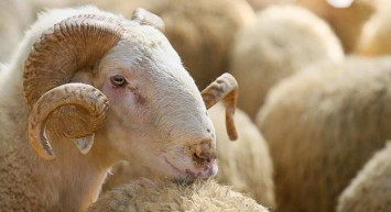 Zonguldak kurbanlık fiyatları ne kadar? 2022 Zonguldak büyükbaş, küçükbaş kurbanlık hisse fiyatları