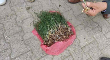 Zuzubak otu nedir, nerede yetişir? Zuzubak otu nerelerde yetişir, faydaları nelerdir? Birçok hastalığa iyi geliyor!