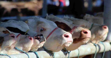 2022 Kurban Bayramı arefe günü ne zaman? Arefe günü hangi ibadetler yapılır? Kurban Bayramı okunacak dualar