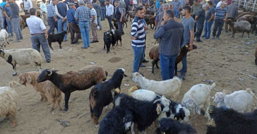 Dinen kurban olarak kesilmesi kabul edilmiş hayvan türleri hangileridir? Büyükbaş ve küçükbaş kurbanlık hayvanlar