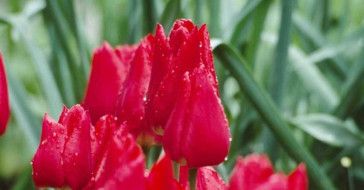 Hayız ve Nifas ne demektir, nedir?