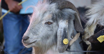 Kurban ibadetini yerine getirme hükmü nedir? 2022 kurban kesme mahiyeti