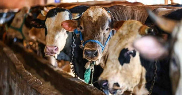 Migros büyükbaş, küçükbaş kurbanlık hisse fiyatı 2022