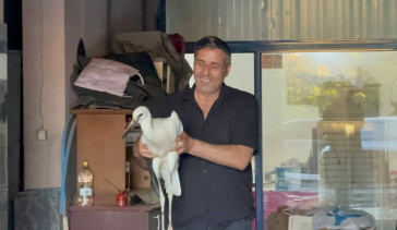 Karabük'te oto yıkamaya sığınan leylek koruma altına alındı