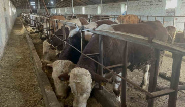 Kars'ta 600 Kiloluk Boğa Varto Merak Ediliyor