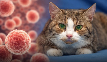 Kedilerdeki Kanser Genetiği İnsanlarla Benzerlik Gösterdi