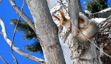 Yaban Hayvanları Kars'ta Yiyecek Arıyor