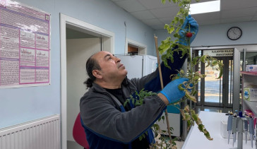 Yenilebilir Aşı Geliştirme Projesi: Domatesler Kullanılacak