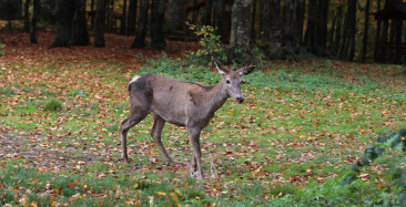 Kocaeli'de Yeni Kızıl Geyik Yerleştirme Projesi Gerçekleşti