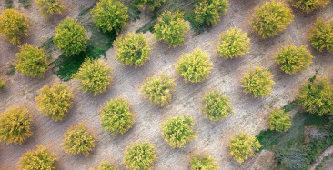 Malatya Kayısı Bahçelerinde Sonbahar Renkleri