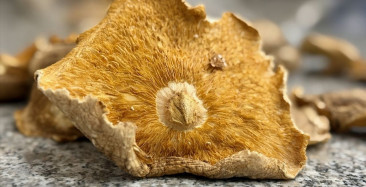 Mantar Zehirlenmelerinde Önemli Uyarı: Yanınızda Mantarı Götürün