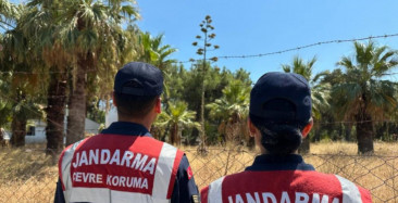 Nadir Bulunan ''Agave'' bitkisine Aydın'da Rastlanıldı