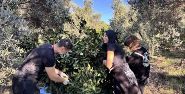 ODTÜ'lü Öğrenciler Hatay'da Mandalina Hasadına Katıldı