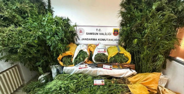 Samsun'da Kenevir Ekimi Yapan Baba-Oğul Tutuklandı