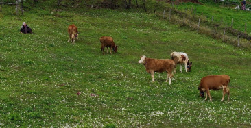 Trabzon Yaylalarında Vargit Çiçekleri Zamanın Tanığı