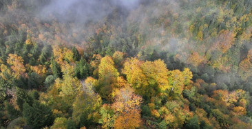 Trabzon'un Yüksek Kesimlerinde Sonbahar Renkleri