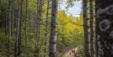 Tunceli Ormanları Sonbaharda Renk Cümbüşü Sunuyor