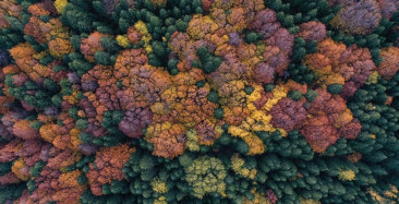 Uludağ'da Sonbahar Renklerinin Büyüsü