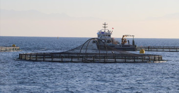 Adana'da Denizde İlk Kafes Balıkçılığı Hasadı Gerçekleşti