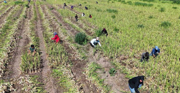 Adana'da turfanda soğan hasadı iklim değişikliği nedeniyle gecikti, fiyat belirsizliği sürüyor.