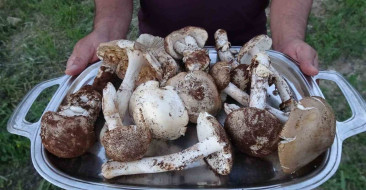 Malatya'nın Akçadağ ilçesinde meşe mantarı, vatandaşlara ek gelir sağlıyor. Kilosu 500-1000 TL arasında satılıyor.