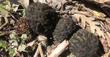 Akseki'de doğada yetişen kuzugöbeği mantarı sezonu başladı; kilogram fiyatı 1500 TL. Bölge halkı için önemli bir gelir kaynağı.