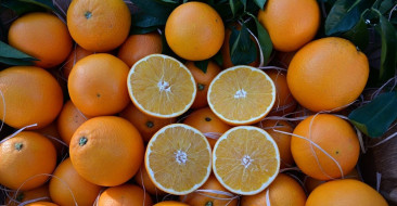 Antalya’nın Tescilli Portakalları Tanıtıldı