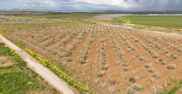 Şanlıurfa'da Antep fıstığı ağaçlarında sürgün gelişimi risk altında. Karagöz kurdu ve kabuklu bit zararlıları üreticileri tedirgin ediyor.