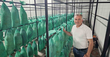 Artvin'de Oruçlu Tüneli, istiridye mantarı üretim tesisine dönüşerek ilk hasadını yaptı ve yıllık üretim kapasitesi 360 tona ulaşması hedefleniyor.
