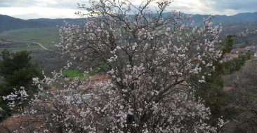 Badem Ağaçları Şubat'ta Çiçek Açtı