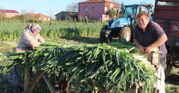 Bafra Ovası'nda Pırasa Hasadı Başladı