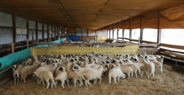 Bafra'da Organik Hayvancılık İncelemesi