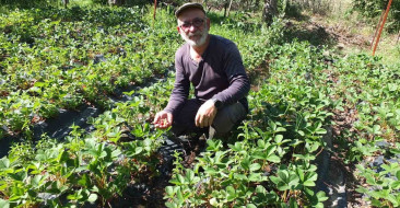 Balıkesir'in Burhaniye ilçesinde üretilen Osmanlı Çileği, lezzetiyle dikkat çekiyor. Emekli muhasebeci Bayram Yaman üretime odaklandı.