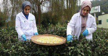 ÇAYMER, 2022'de 20 kg olan çiçek çayı üretimini bu yıl 50 kg'a çıkardı. Yeni tatların tanıtımına devam ediyor.