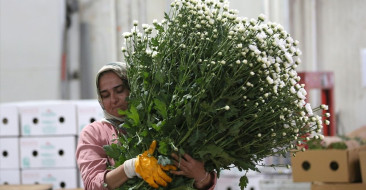 2023 yılı itibarıyla Türkiye'nin çiçek ihracatı 155 milyon dolara ulaşmayı hedefliyor.