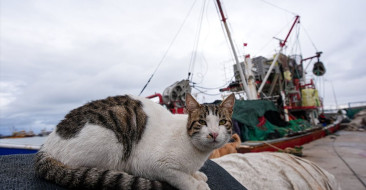 Olumsuz hava koşullarına rağmen Egeli balıkçılar sezonun kalanı için umutlu. Hamsi ve sardalya avında bereket bekleniyor.