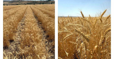 ETİ, kurak iklim koşullarına dayanıklı yerli Kanatlı Buğdayı tohumlarını üretmeye başladı. Buğday, bisküvi kalitesini artıracak.