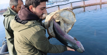 Ömer Tunç ve çocukları, Fırat Nehri'nde balık ve havyar üretimi yaparak yurtdışına ihracat yapıyor.