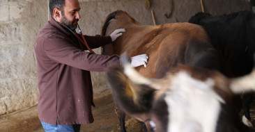Genç Veteriner Hamdi İpek'in Hibe Destekli Büyükbaş Yetiştiriciliği