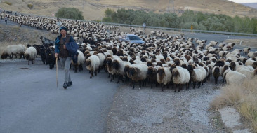 Göçerlerin Yayla Dönüşü Devam Ediyor