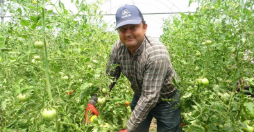 Hatay'da Aşırı Yağışlar Domates Üretimini Olumsuz Etkiledi