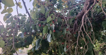 Hizan'da Dut Yetiştiriciliğinde Düşük Teknik Bilgi Sorunu