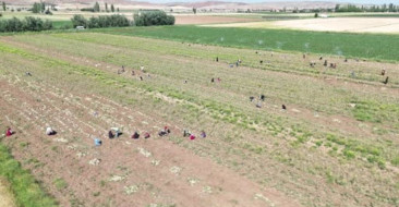 Aksaray'da organik sarımsak üretimine destek veren İspanyol firma, Türkiye'den İspanya'ya ihracat hedefliyor.