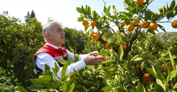 İzmir Satsuma Mandalinasında Rekor Verim
