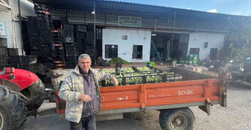 İznik'te İlk Kabak Hasadı Başladı